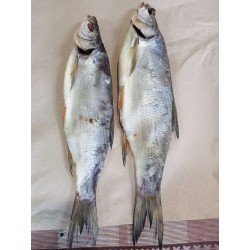 Жерох в'ялений (білизна)